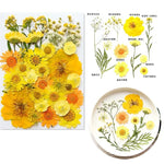 fleurs séchées multicolores variées naturelles scrapbooking décoration maison artisanat DIY