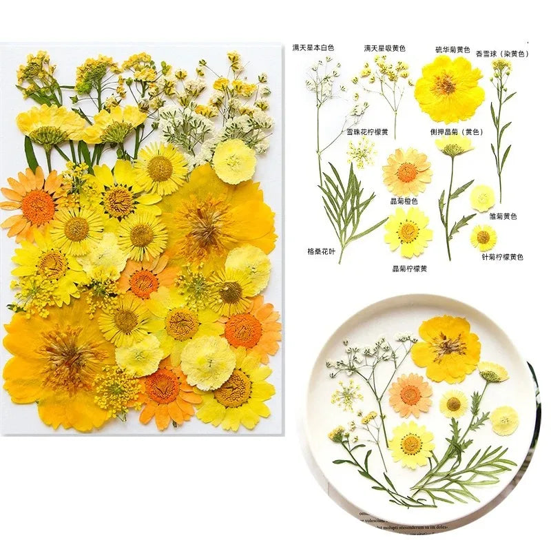 fleurs séchées multicolores variées naturelles scrapbooking décoration maison artisanat DIY