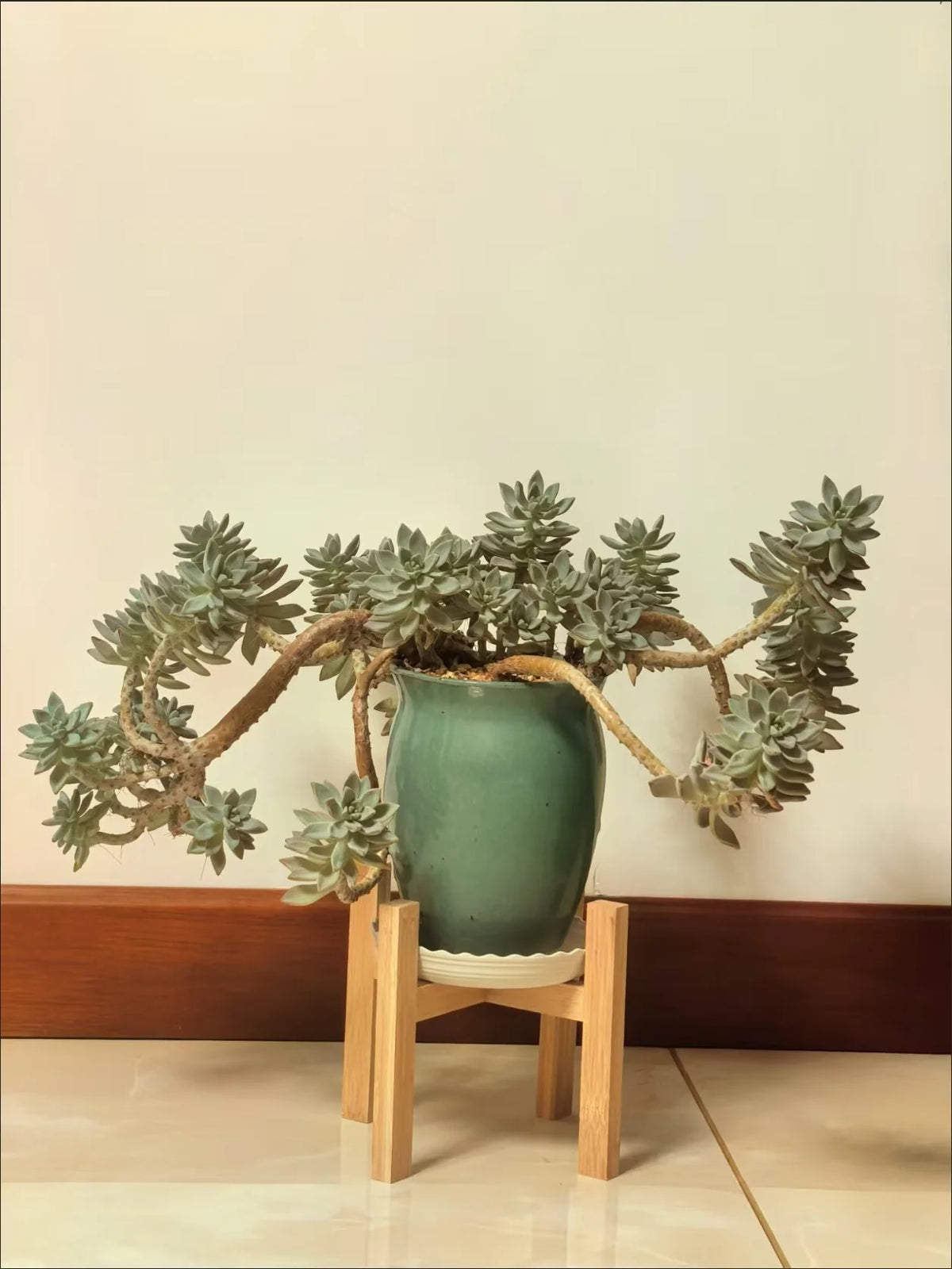 support plante bois minimaliste moderne lisse strié naturel small medium large