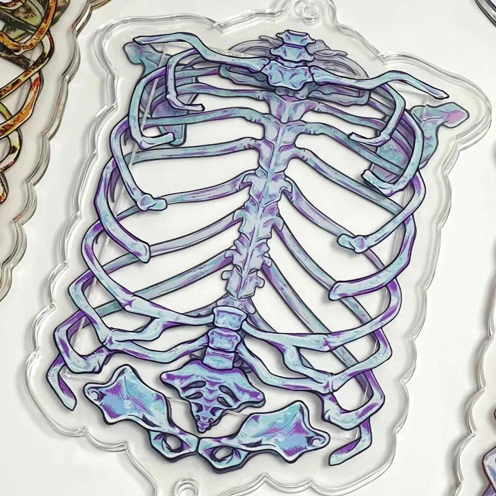 cadre photo squelette crâne transparent noir blanc rouge bleu anatomique