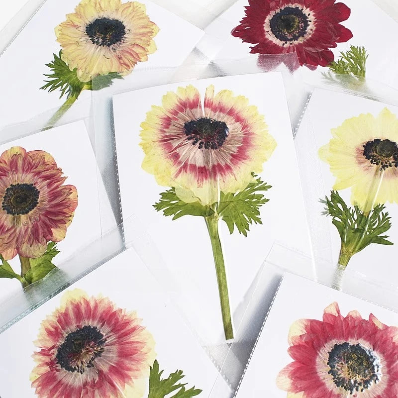 cartes postales fleurs pressées violet rouge classique adhésif intérieur anniversaire baby shower graduation