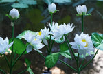 décoration extérieure jardin fleurs artificielles lotus rose blanc LED solaires moderne