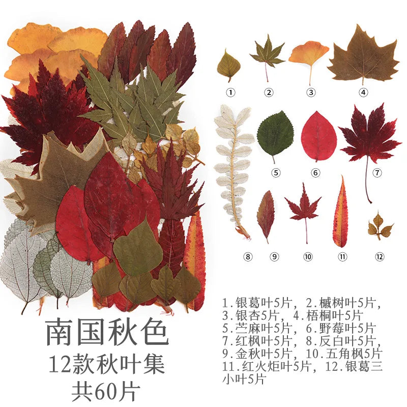 fleurs séchées multicolores naturelles variées feuilles séchées décor maison artisanat enfant autocollants journal