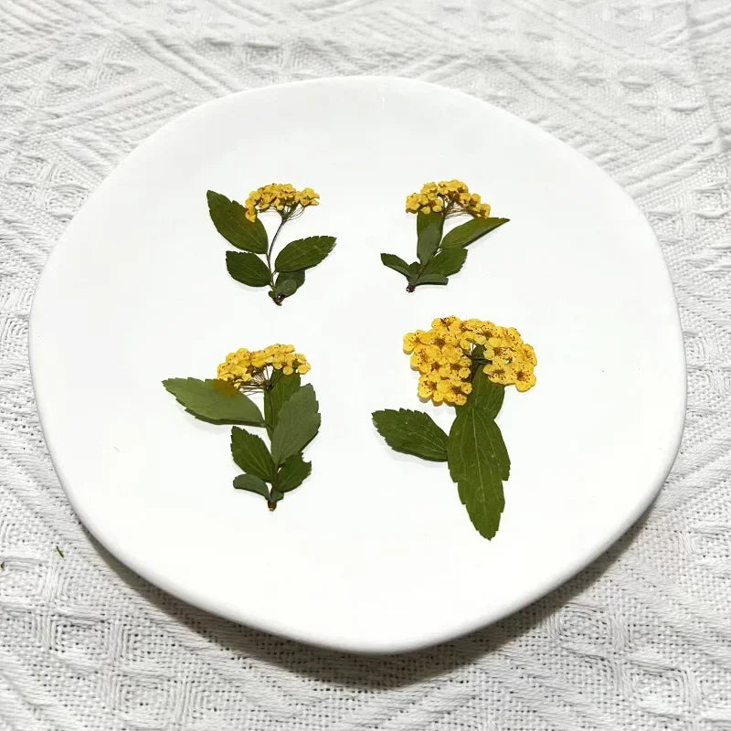 fleurs séchées bouquet blanc vert feuilles naturelles décoration artisanale intérieur anniversaire rustique