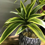 plantes artificielles feuilles striées pot texturé décoration intérieure moderne vert jaune marron gravier