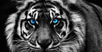 toile d'art moderne tête tigre noir blanc yeux bleus impression toile rectangle horizontal sans