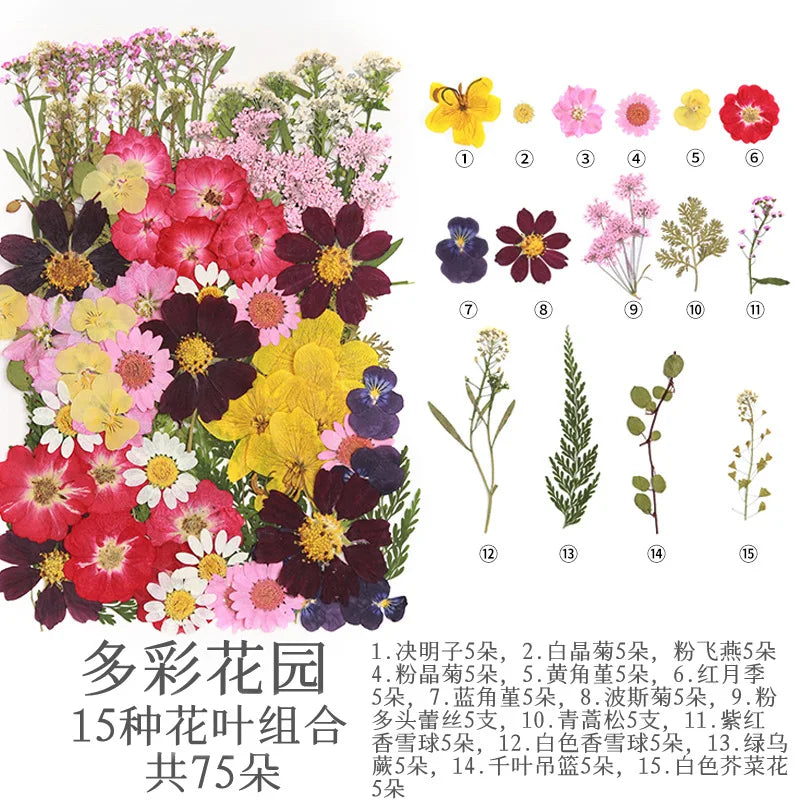 fleurs séchées multicolores naturelles variées feuilles séchées décor maison artisanat enfant autocollants journal