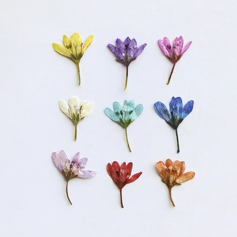 fleurs séchées violet bleu rouge blanc décoration maison anniversaire artisanat naturel variés DIY