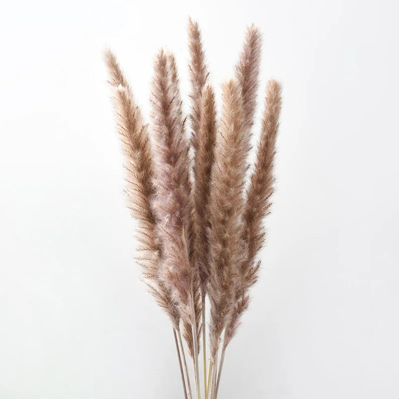 plumes pampas séchées blanches décorations fleurs naturelles rustiques mariage maison intérieur bouquet