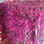 fleurs séchées kit 120 pièces variées blanc bleu orange violet rose rouge vert jaune