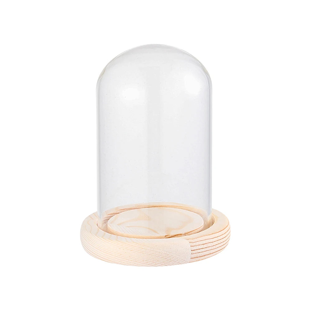 cloche verre transparent moderne base bois naturel boîte rangement fleurs minimalistes différentes tailles