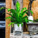 pots fleurs transparents plante verte moderne décoration intérieure minimaliste jardinière supplémentaire