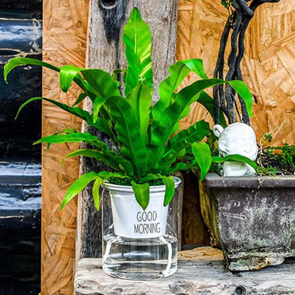 pots fleurs transparents plante verte moderne décoration intérieure minimaliste jardinière supplémentaire
