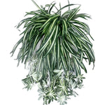plantes artificielles vertes pots ceramique decoratives feuilles rayees intérieur decoration maison six pieces