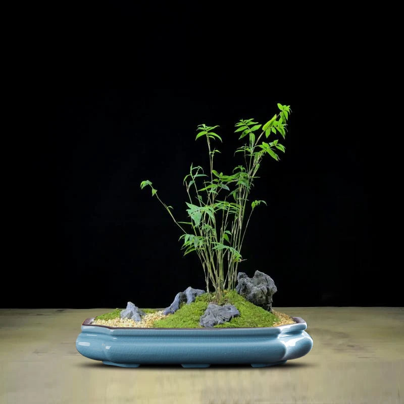 Bonsaï céramique artisanal naturel feuilles vertes bleues terre roches