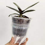 Pot plante moderne auto arrosant transparent controle racines drainage ornemental fleuri
