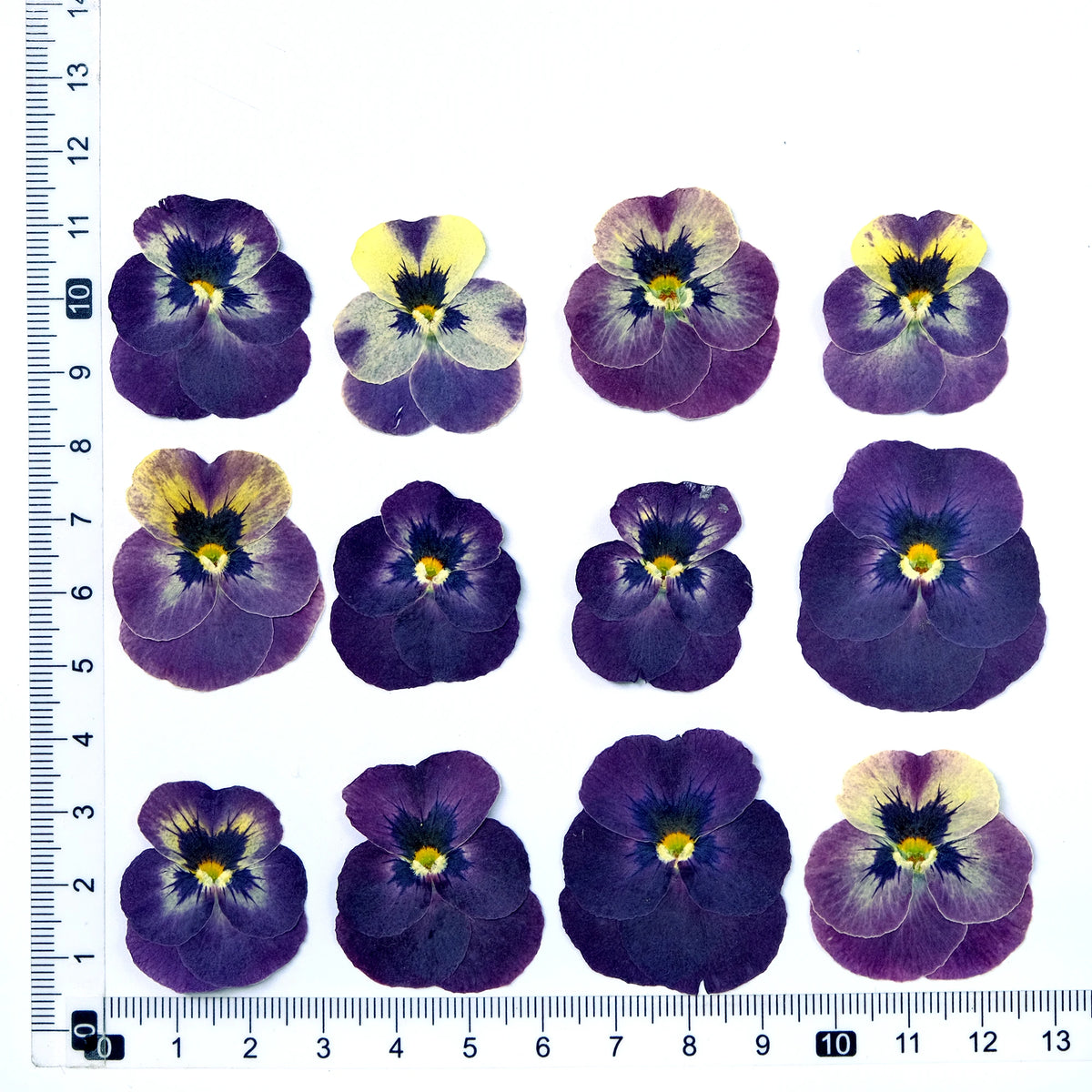 fleurs séchées violettes jaunes décoratives bricolage résine bijoux étui téléphone maquillage pétale simple naturel