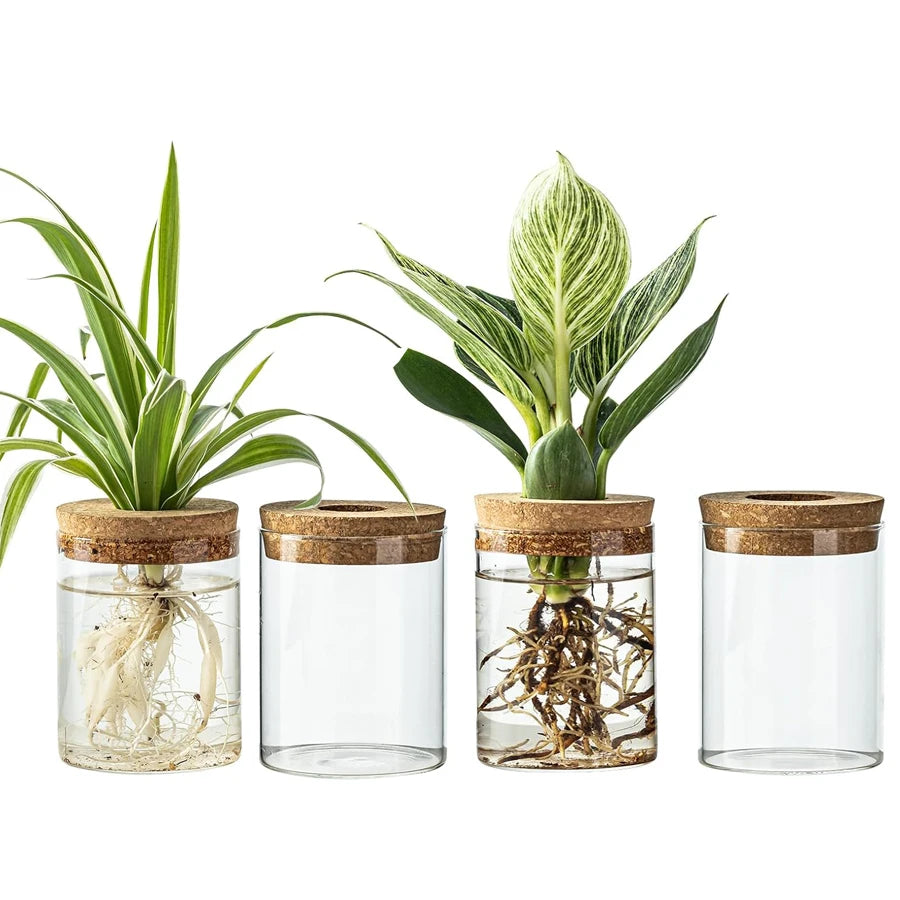 vases transparents modernes verre plantes aquatiques décoration intérieure minimaliste 6.7cm 10cm