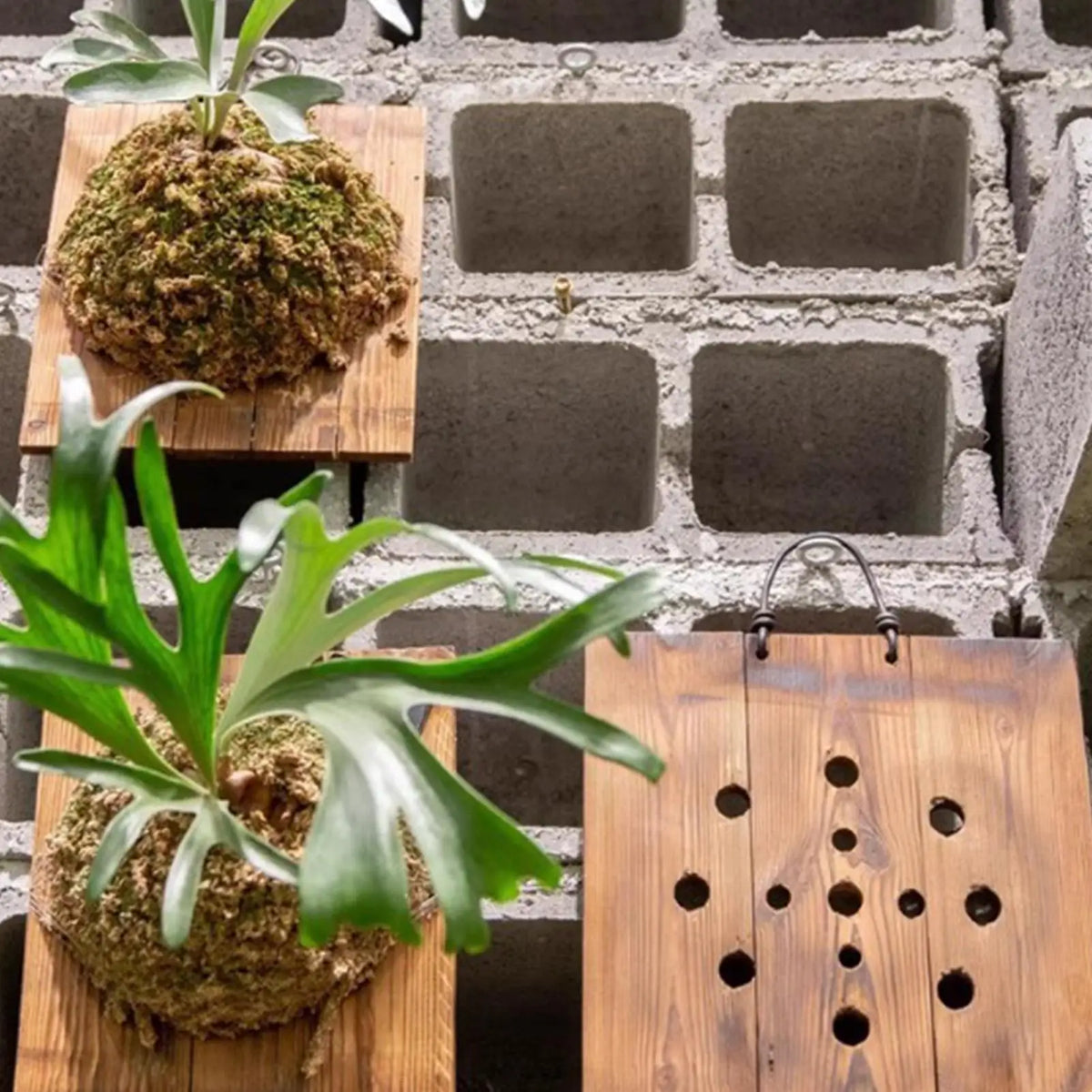 plaque murale bois suspendue plante fougère mousse dense rustique minimalisteintérieurextérieurvertical
