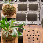 plaque murale bois suspendue plante fougère mousse dense rustique minimalisteintérieurextérieurvertical