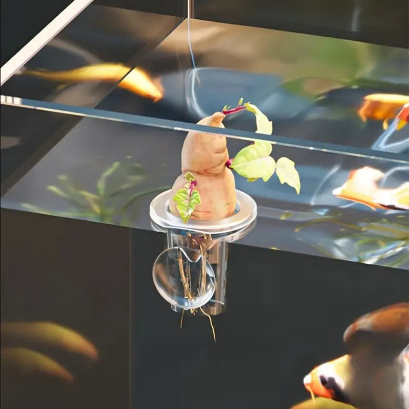 récipients aquatiques transparents ventouses plantes aquariophilie herbes fleurs billes decoratif vertical 10pcs