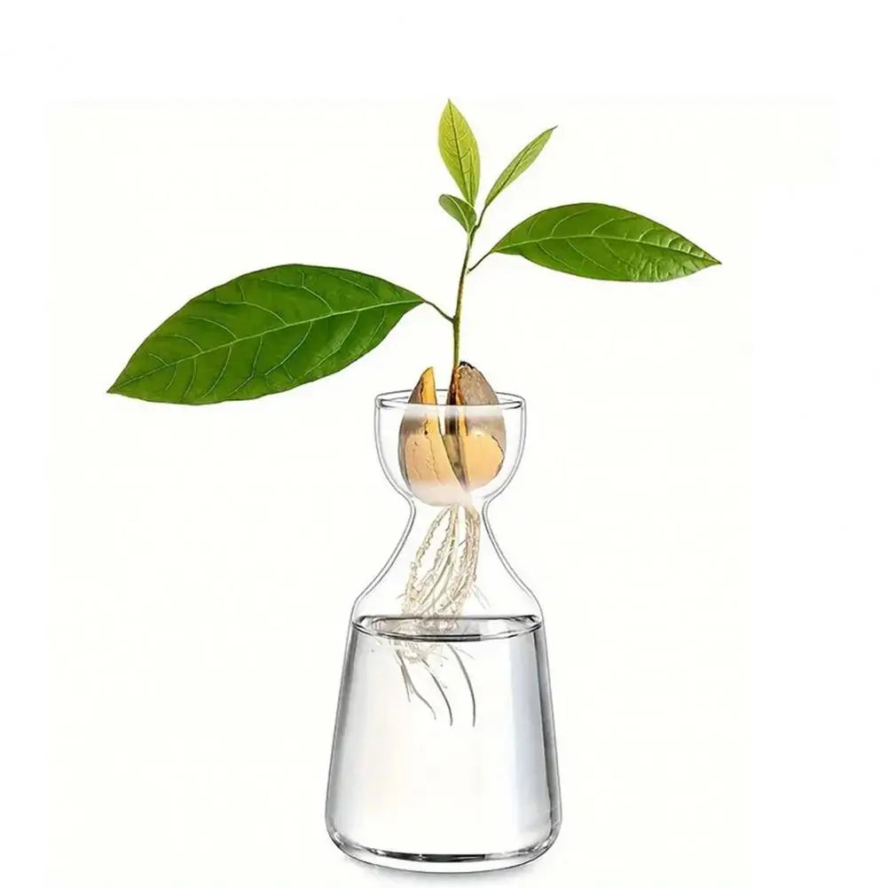 vase transparent moderne plantes hydroponie culture avocat intérieur simplePropagation fleurs maisonDecoration