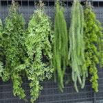 plantes suspendues vigne feuilles vertes rustiques extérieures accrochées naturellement exposéesextérieur decoration