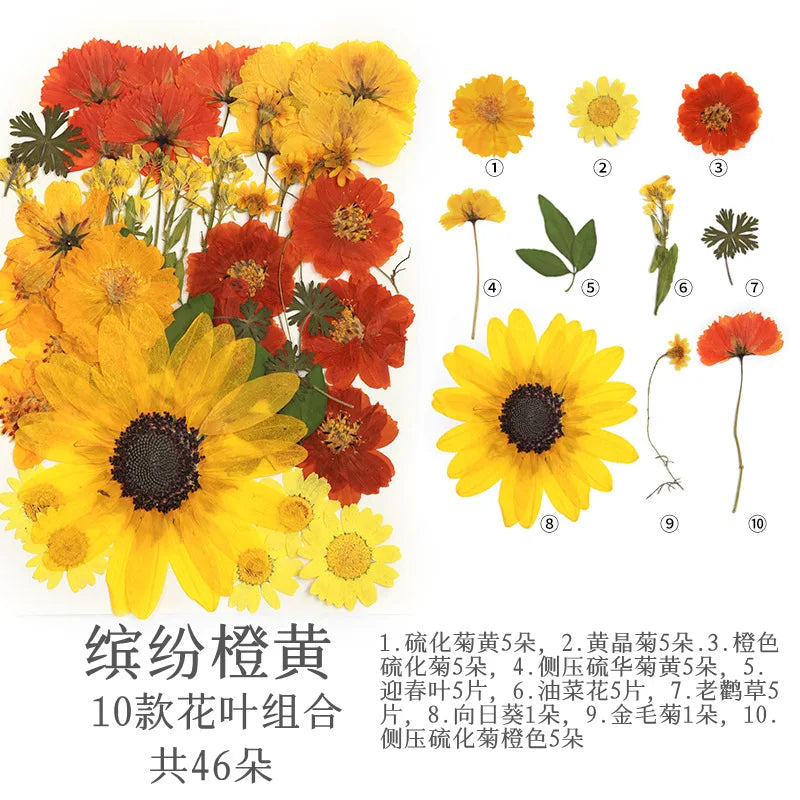 fleurs séchées multicolores naturelles variées feuilles séchées décor maison artisanat enfant autocollants journal
