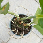 support murale plante acier robuste extérieur intérieur moderne vert doré clips facile