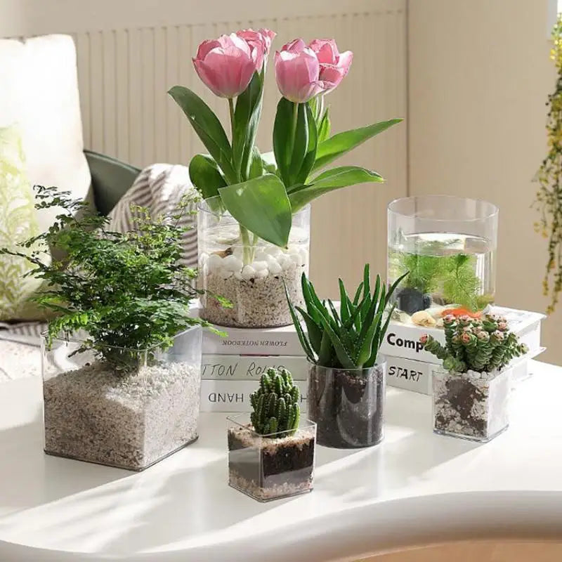 mini jardins verre transparent plante pierre sucre coloré moderne minimaliste