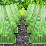 cache plantes vert transparent rayures conique fixé sol protection plantes gel oiseaux escargots