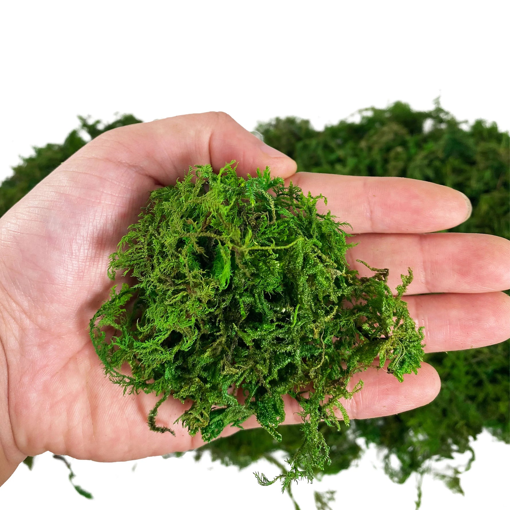 Mousse rotin saphir profond pour plantes en pot