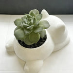 cache pot forme chat blanc noir gris moderne plante succulente doux mignonintérieur decoration