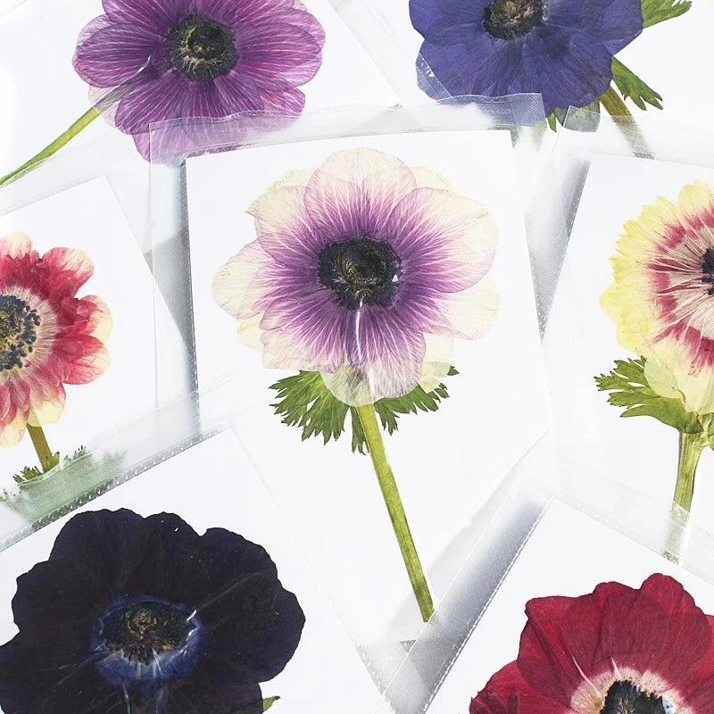 cartes postales fleurs pressées violet rouge classique adhésif intérieur anniversaire baby shower graduation