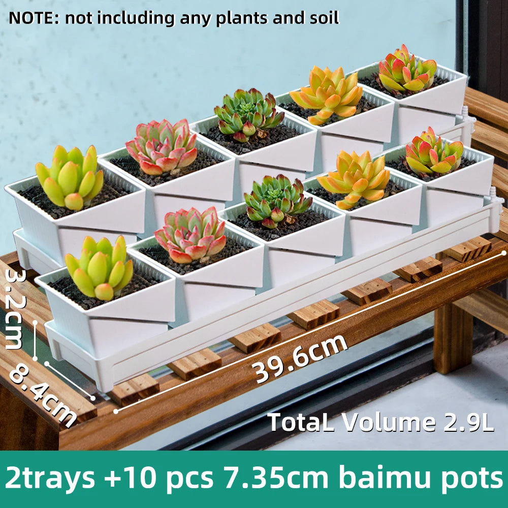 Bacs plantes modernes blancs compartiments individuels succulentes cactus astrophytum asterias 7cm
