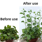 clips vigne feuilles vert clips mur escalade support plantes multifonctionnel cintres fleurs