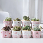 pots céramique porcelaine moderne rose blanc fleurs succulentes décoration plantes vertes ornement maison