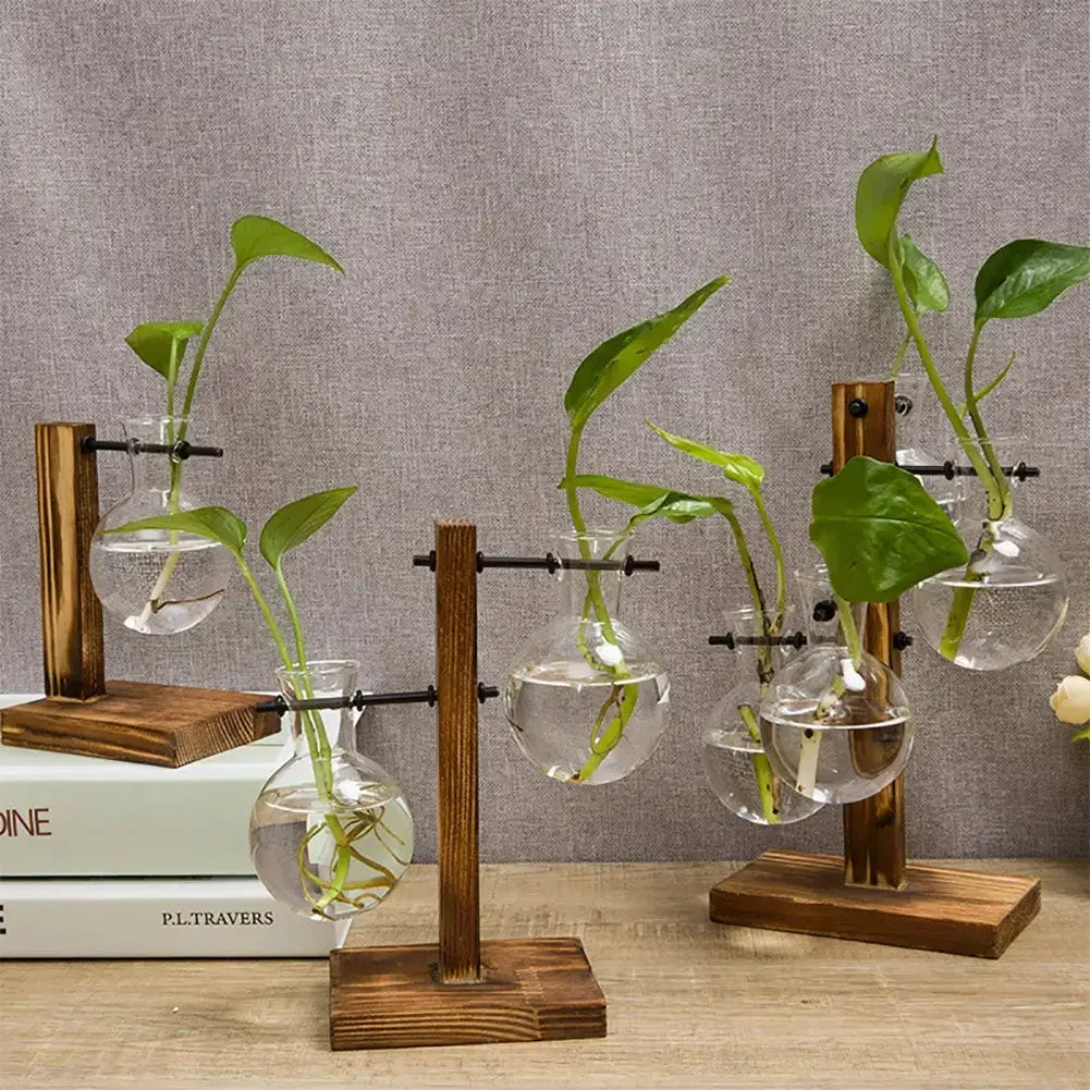 vases suspendus transparents bois brun plante aquatique deco moderne minimaliste