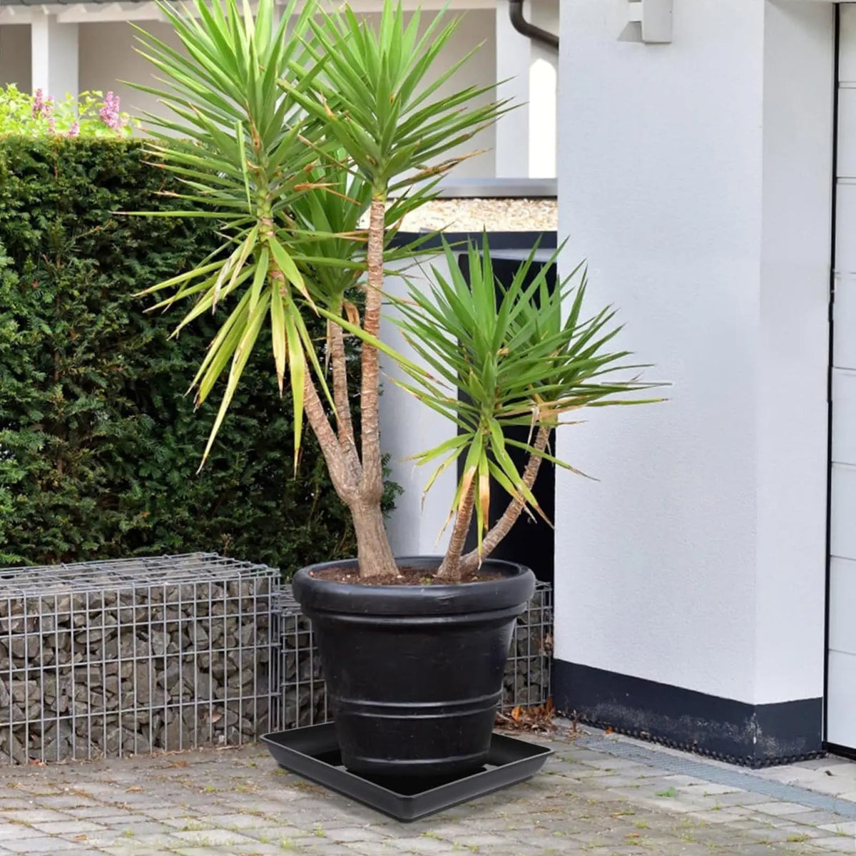 plateaux dengouttage plante pot fleur jardinage semis germination durable materiel plastique finition non enduite