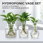 vases hydroponiques transparents modernes plantes tables jardins décoration bureaux