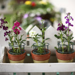 support plante plastique vert foncé moderne 12 pièces tiges fixations jardin fleurs
