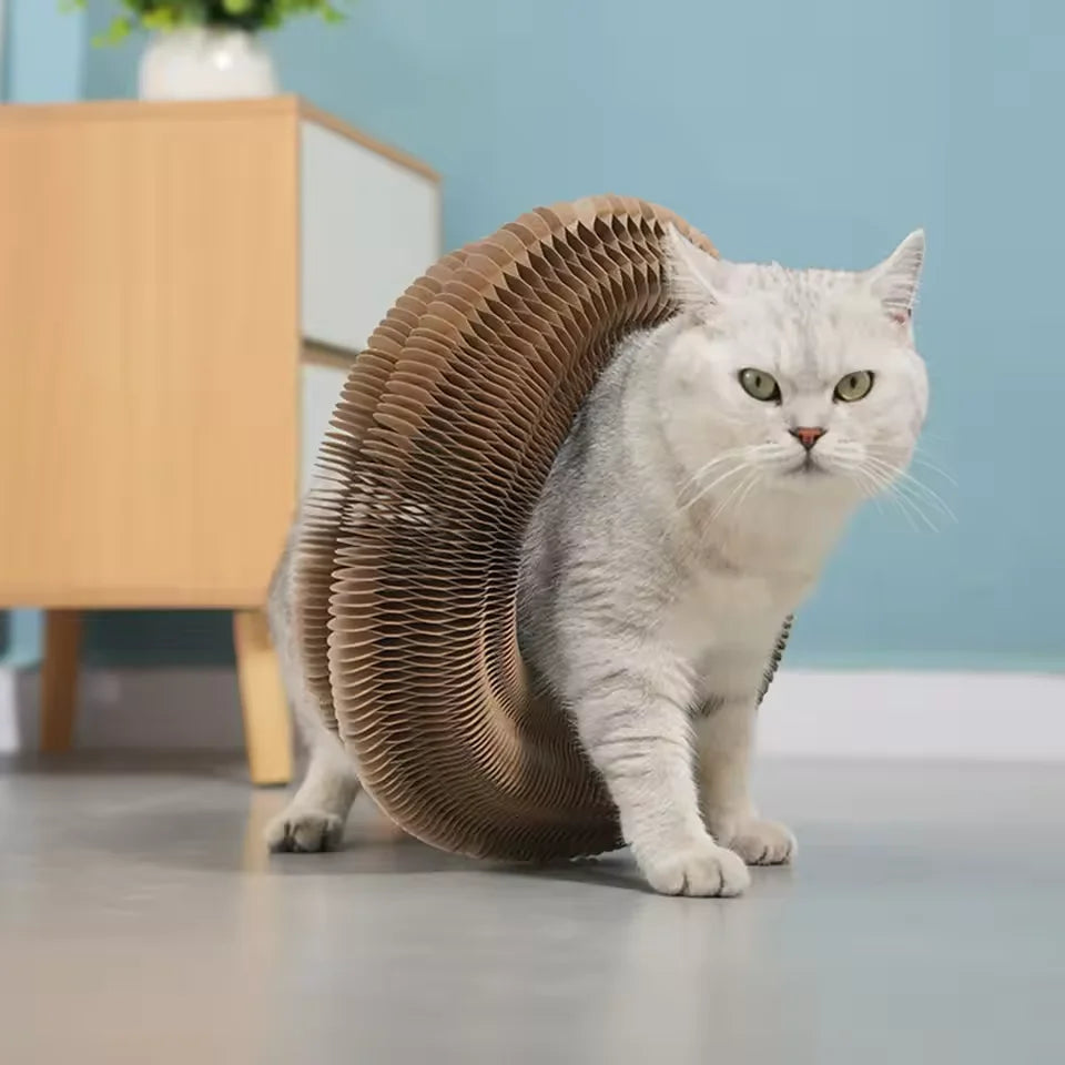 jouet chat carton ondulé balle grelots balle verte balle bleue tunnel rond multiple façons