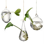 ampoules verre transparentes modernes opalescentes cordelette boutons fixation pot plantes minimaliste