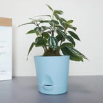 cache pot moderne auto arrosant plastique texture mat couleur bleu rose clairintérieur extérieur