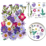 fleurs séchées multicolores variées naturelles scrapbooking décoration maison artisanat DIY