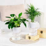 pot fleurs transparent rayures gris blanc moderne hydroponie intérieur succulente