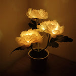 lumière solaire forme rose blanche rouge jaune feuillage vert extérieure moderne