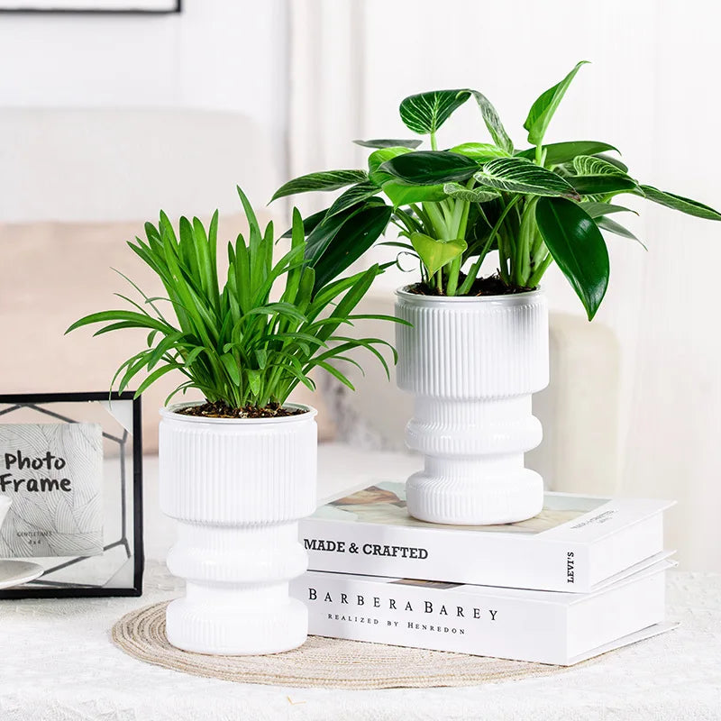 pot fleurs transparent rayures gris blanc moderne hydroponie intérieur succulente