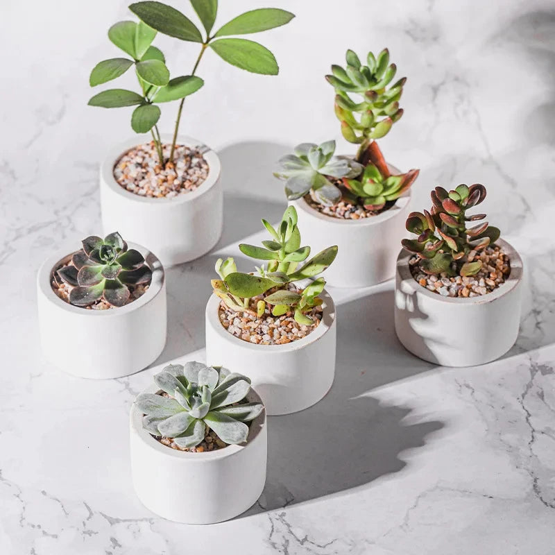 pots fleurs silicone blanc modernes plantes grasses cactus décoratifs minimaliste transparents sable gravier écureuils