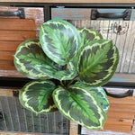 décoration intérieure plante verte artificielle feuilles soie moderne rayées 40cm 32cm blanc rose
